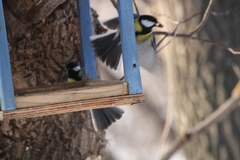 Parus major