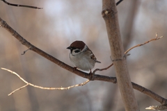 Passer montanus