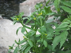 Ranunculus sceleratus