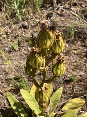 Berkheya armata