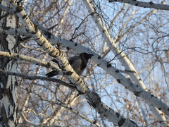 Corvus cornix