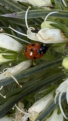 Coccinella algerica