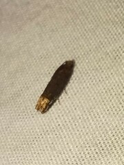 Eucosma ochroterminana