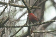 Himatione sanguinea