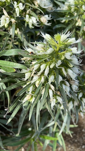 Echium leucophaeum, photograph 3