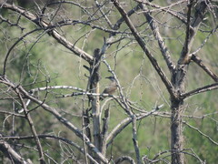 Coccyzus melacoryphus