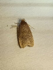 Psilocorsis reflexella