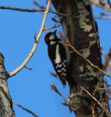 Dendrocopos major