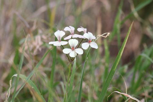 Pelargonium quinquelobatum image