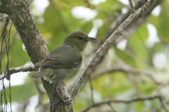 Chlorodrepanis virens wilsoni