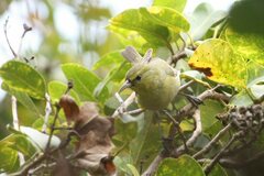 Chlorodrepanis virens wilsoni