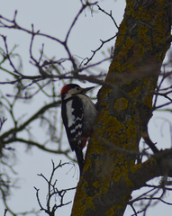 Dendrocopos syriacus