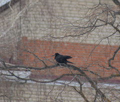 Corvus frugilegus