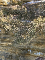 Thuja occidentalis
