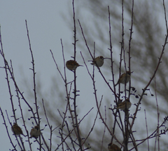 Passer montanus