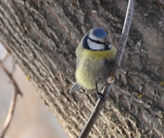Cyanistes caeruleus