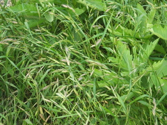 Bromus catharticus