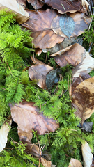 Thuidium delicatulum