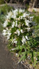 Echium