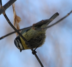 Cyanistes caeruleus