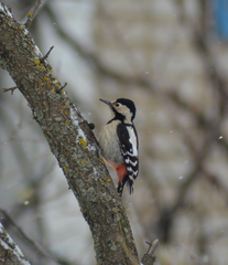 Dendrocopos syriacus