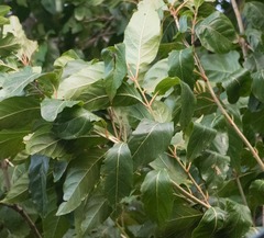 Citharexylum spinosum