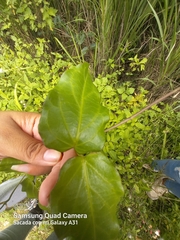 Prestonia