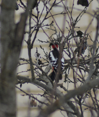 Dendrocopos syriacus