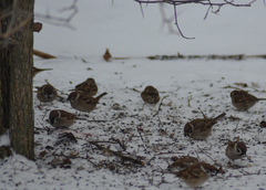 Passer montanus