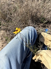 Thelesperma filifolium