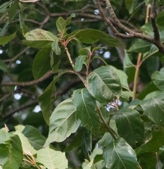 Citharexylum spinosum