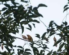 Lonchocarpus punctatus