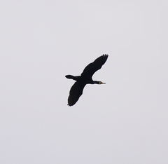 Phalacrocorax carbo hanedae