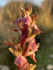 Anacamptis collina