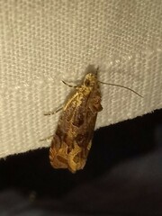 Olethreutes nigranum