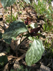 Trillium recurvatum