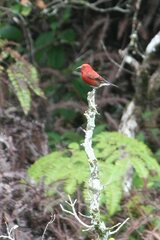 Himatione sanguinea