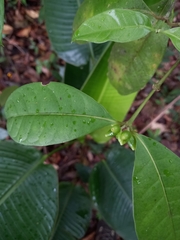 Ronabea latifolia