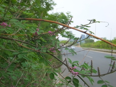 Indigofera bungeana