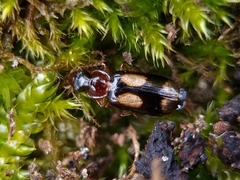 Dromius quadrimaculatus
