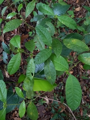 Ronabea latifolia