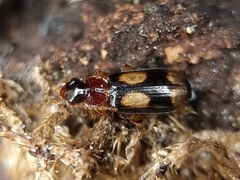 Dromius quadrimaculatus