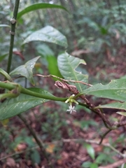 Ronabea latifolia