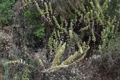Marrubium