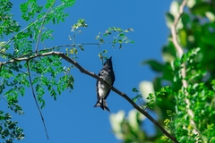 Dicrurus caerulescens