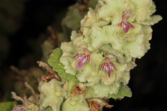 Marrubium