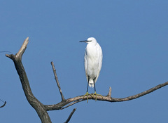 Egretta garzetta