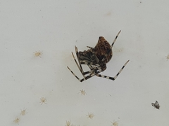Parasteatoda tepidariorum