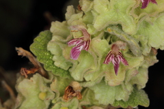 Marrubium