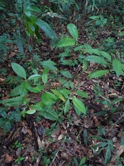Ronabea latifolia